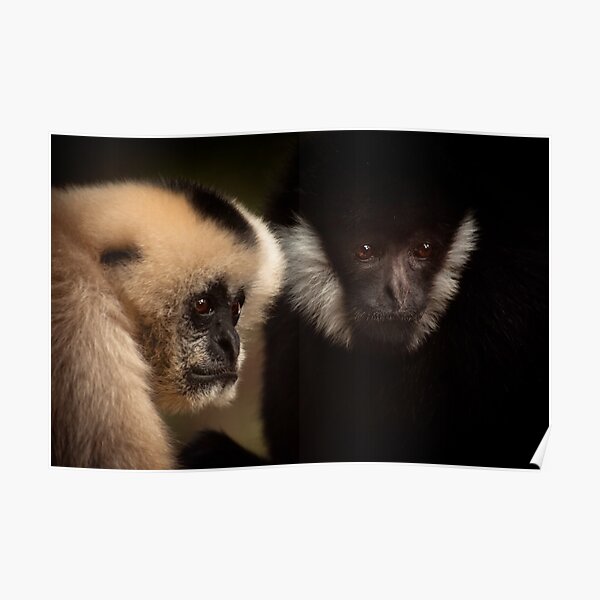 Two Poster