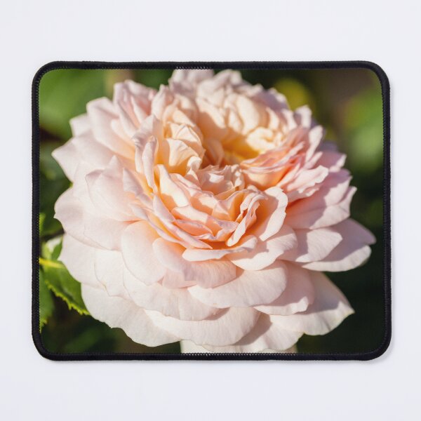Item preview, An English Rose designed and sold by Tanya C Smith.