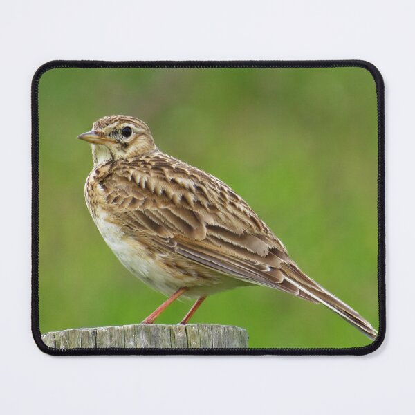 Item preview, Eurasian Skylark on fence  designed and sold by Zoe Cox.