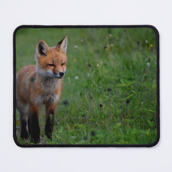 Item preview, A young fox in the spring designed and sold by Claude Laprise.