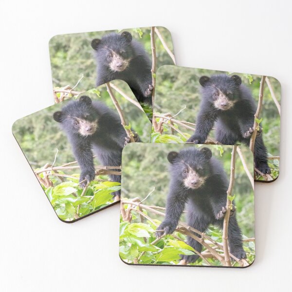 Item preview, Andean Bear Cub at the National Zoo designed and sold by Zoo and Nature Photography by Karie.
