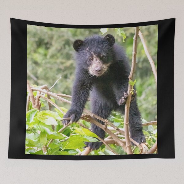 Item preview, Andean Bear Cub at the National Zoo designed and sold by Zoo and Nature Photography by Karie.
