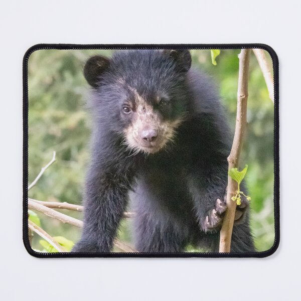 Item preview, Andean Bear Cub at the National Zoo designed and sold by Zoo and Nature Photography by Karie.