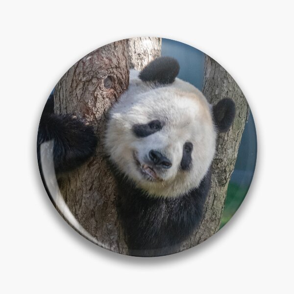 Item preview, Giant Panda Tian Tian at the National Zoo designed and sold by Zoo and Nature Photography by Karie.