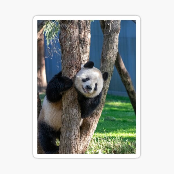 Item preview, Giant Panda Tian Tian at the National Zoo designed and sold by Zoo and Nature Photography by Karie.