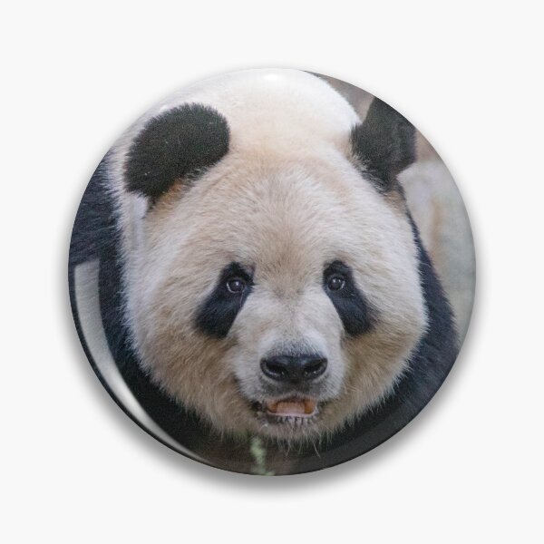 Item preview, Giant Panda Tian Tian at the National Zoo designed and sold by Zoo and Nature Photography by Karie.