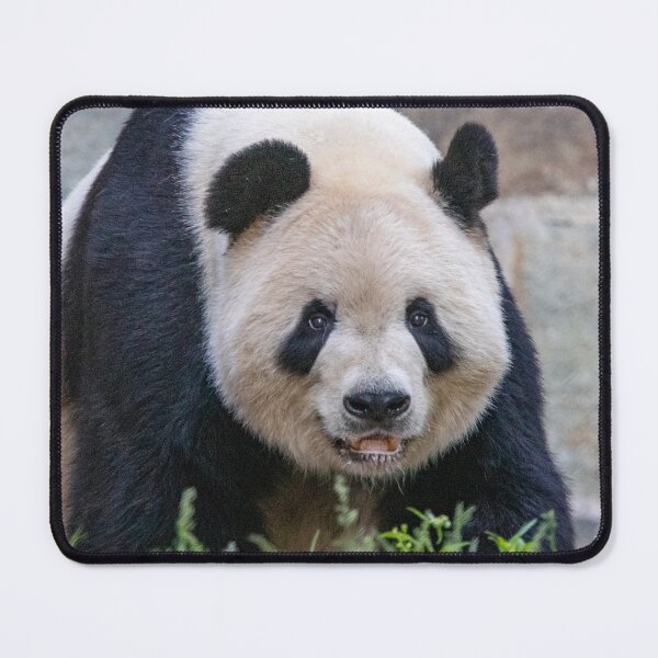 Item preview, Giant Panda Tian Tian at the National Zoo designed and sold by Zoo and Nature Photography by Karie.