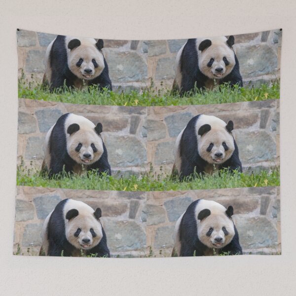 Item preview, Giant Panda Tian Tian at the National Zoo designed and sold by Zoo and Nature Photography by Karie.
