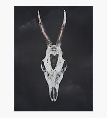 Roe Deer Skull with Death Hawk Moth Photographic Print