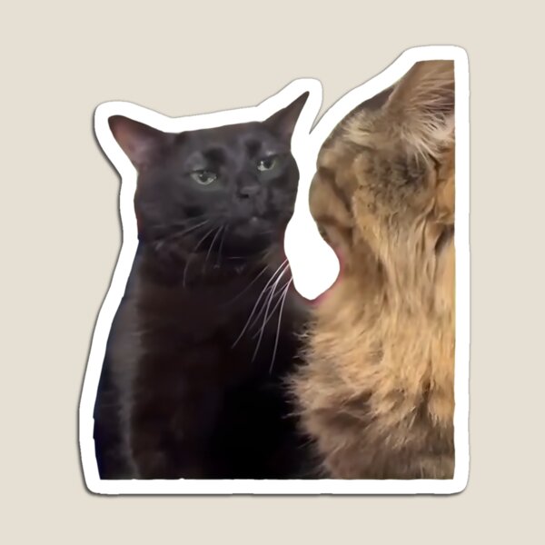 Funny Cat PFP - Funny PFP with Cat for TikTok, Discord, Instagram etc.