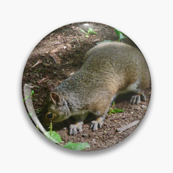 Item preview, Squirrel designed and sold by Shulie1.