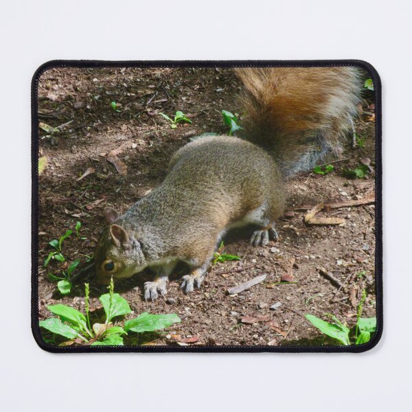 Item preview, Squirrel designed and sold by Shulie1.