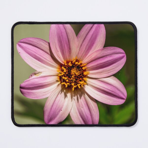 Item preview, Stripped Garden Cosmos Flower designed and sold by TinyDinoDesigns.