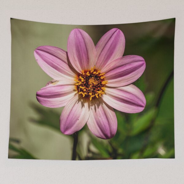 Item preview, Stripped Garden Cosmos Flower designed and sold by TinyDinoDesigns.
