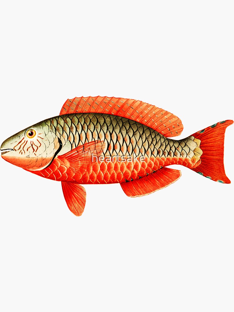 Thumbnail 3 of 3, Sticker, Red Parrot Tropical Fish designed and sold by heartsake.