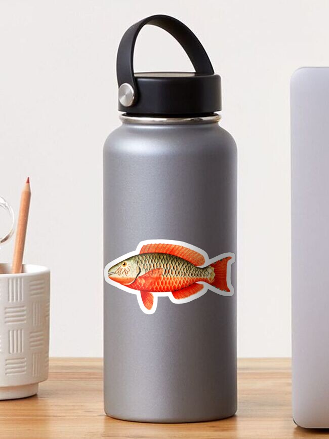 Thumbnail 1 of 3, Sticker, Red Parrot Tropical Fish designed and sold by heartsake.