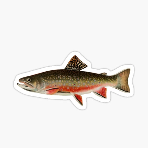 Brook Trout Fish Sticker