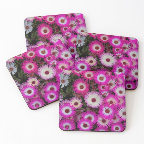 Item preview, Livingstone Daisies designed and sold by Violaman.