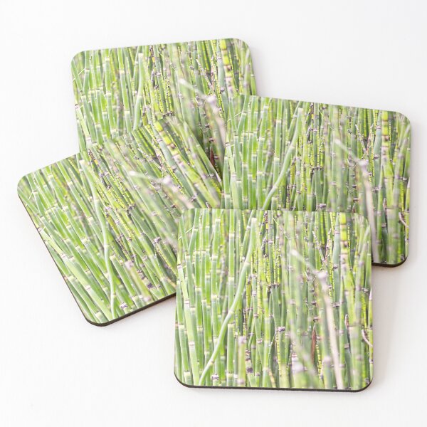Item preview, Horsetail - Equisetum Hyemale 2 - Kew Gardens - English Gardens designed and sold by LucaRocchini.