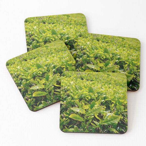 Item preview, Gorreana tea gardens designed and sold by Gaspar Avila.