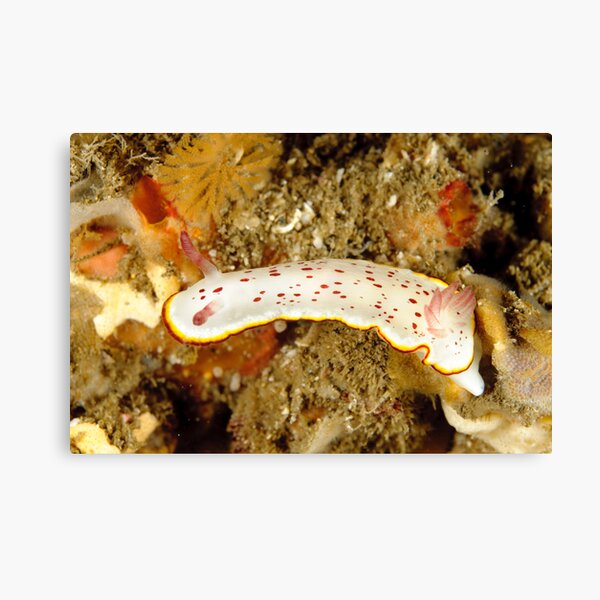 Nudibranch - Chromodoris daphne Canvas Print