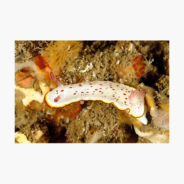 Nudibranch - Chromodoris daphne Photographic Print