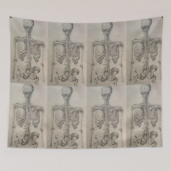 Item preview, Skeleton Torso Posterior View designed and sold by Michelle Rutkowski.