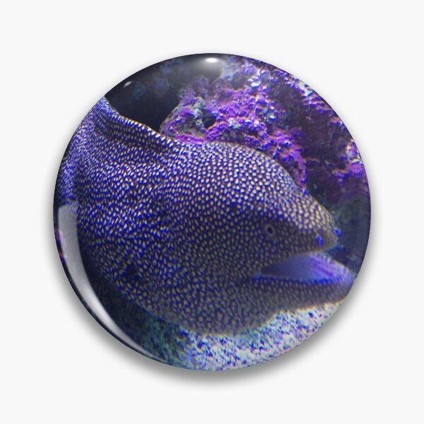 Item preview, Moray eel designed and sold by Nature Photography by Wendi Gordon.
