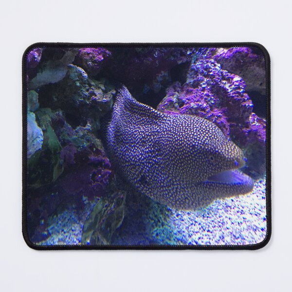 Item preview, Moray eel designed and sold by Nature Photography by Wendi Gordon.