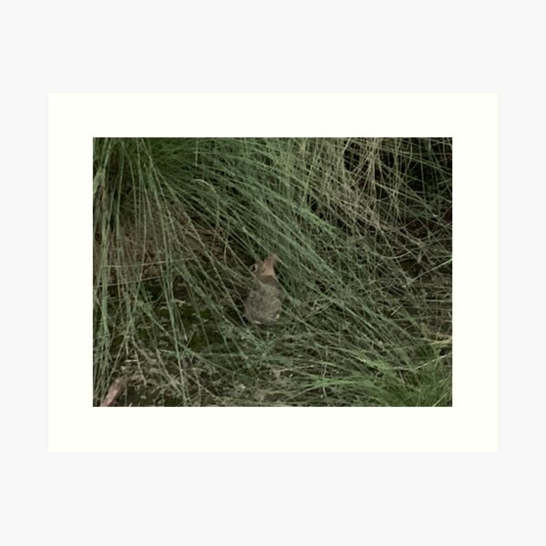 Baby bunny rabbit Art Print