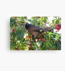 Currawong disturbed from stuffing himself on red berries Canvas Print