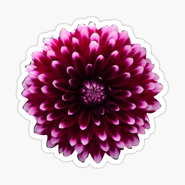 Item preview, Watercolor Double Dahlia in Dark Pink designed and sold by AmyWhy.