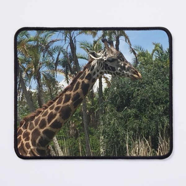 Item preview, Giraffe with trees in background designed and sold by Nature Photography by Wendi Gordon.