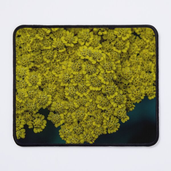 Item preview, Photograph of Yellow Yarrow flowers designed and sold by JenCargilePhoto.
