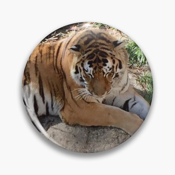 Item preview, Tiger sunbathing on a rock  designed and sold by Nature Photography by Wendi Gordon.