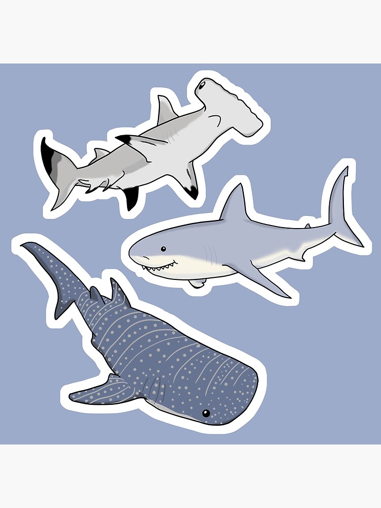 Hammerhead Shark Collection – Salt N' Fin Co.