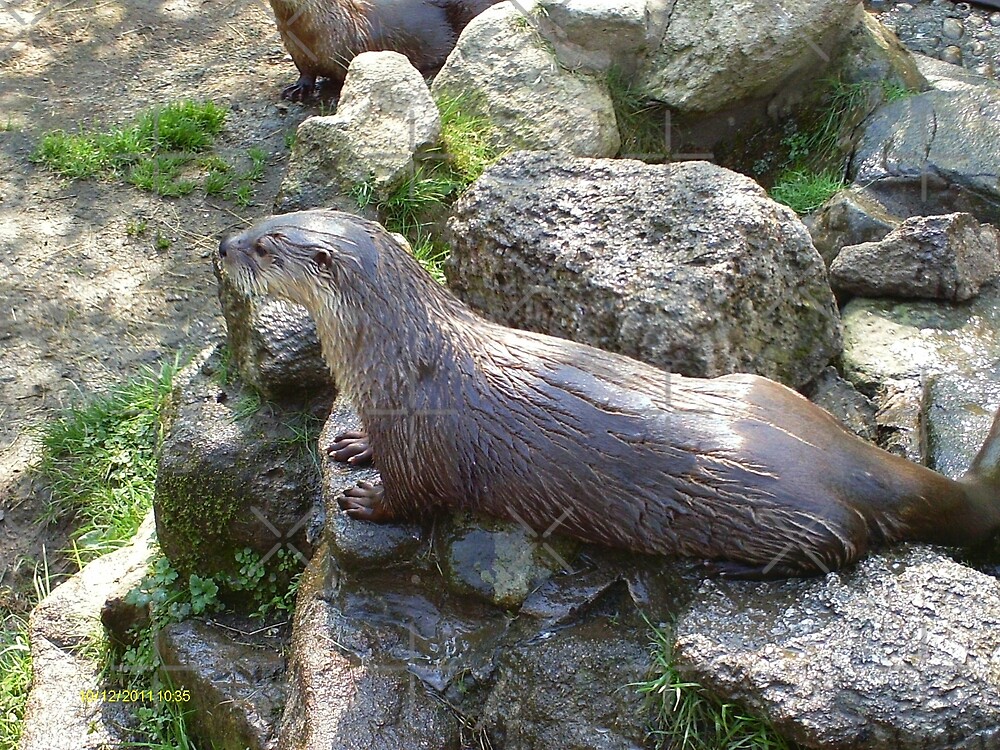 ""Otter on the rocks" North Asian Short Claw Otters By Miss K L