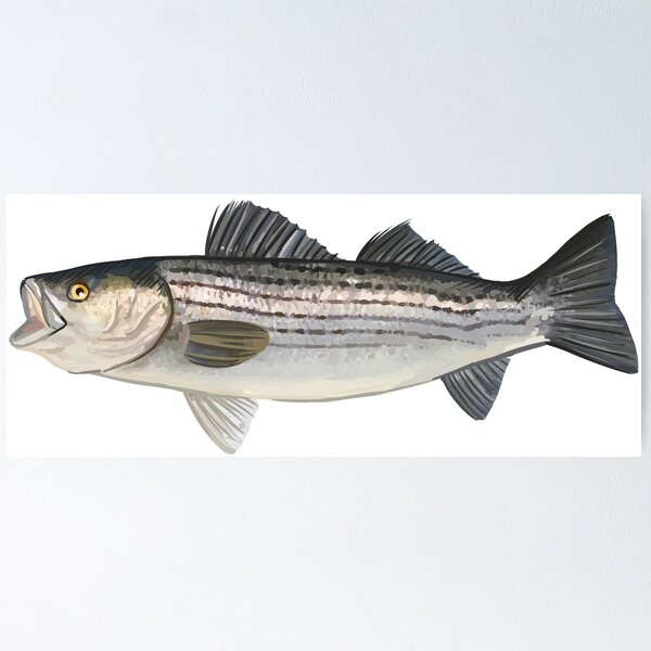 Striped Bass Fish Flag