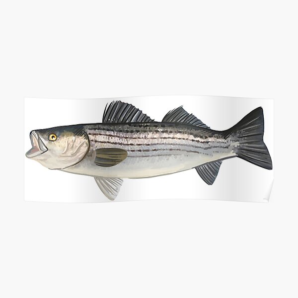 Stripers Wall Art for Sale