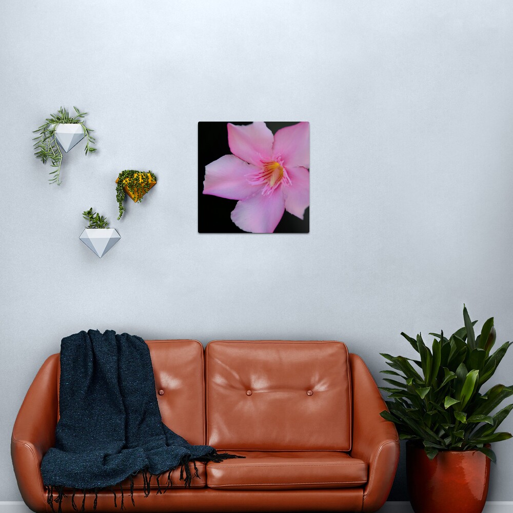 Pink Oleander Metal Print