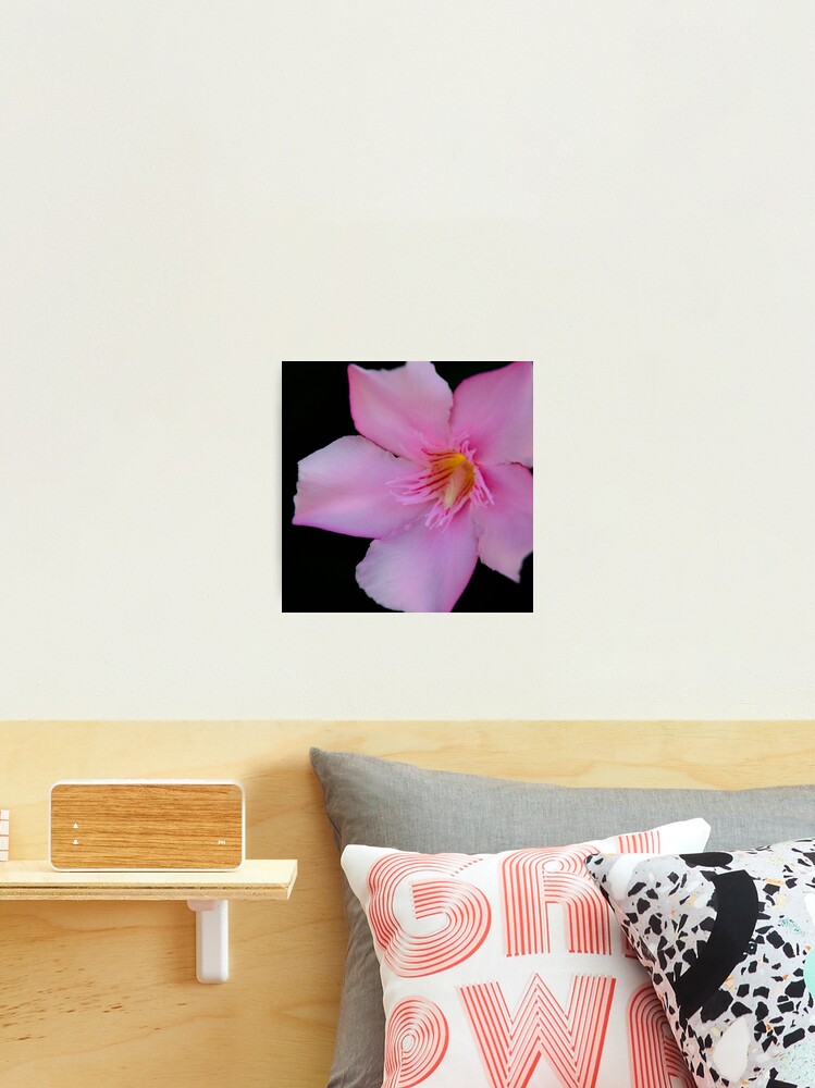 Thumbnail 2 of 3, Photographic Print, Pink Oleander designed and sold by mistered.