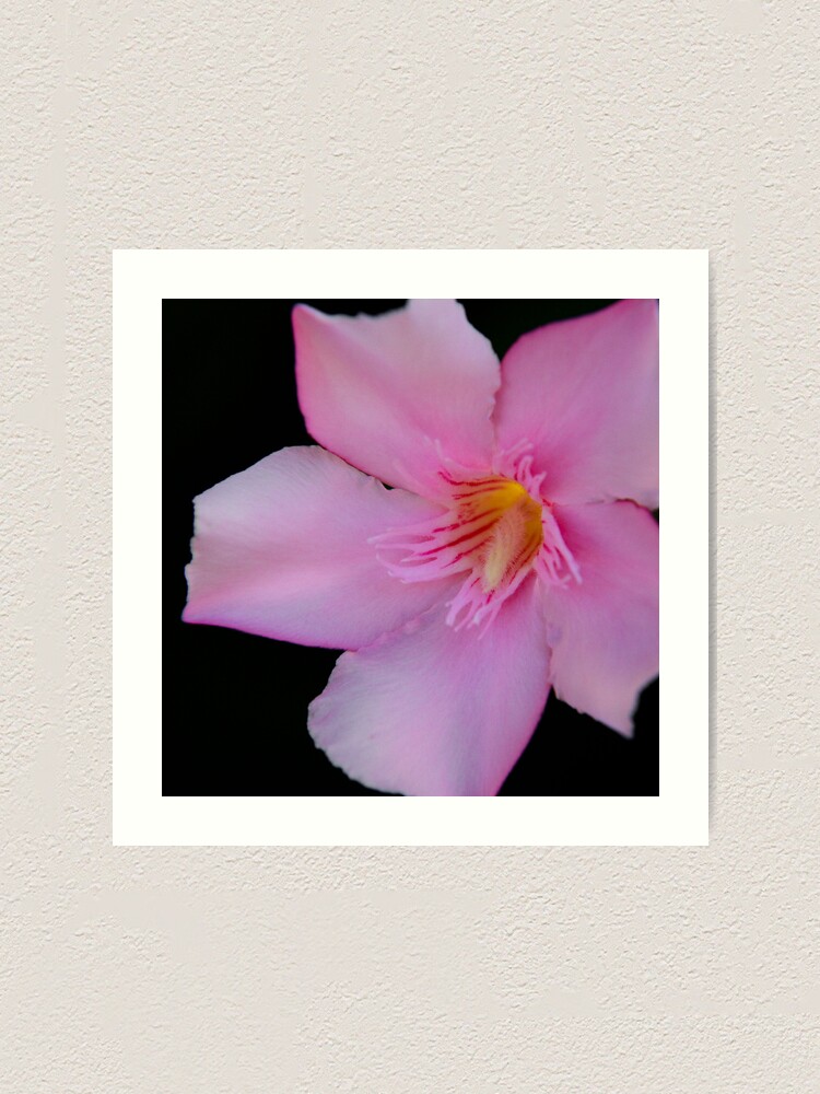 Alternate view of Pink Oleander Art Print