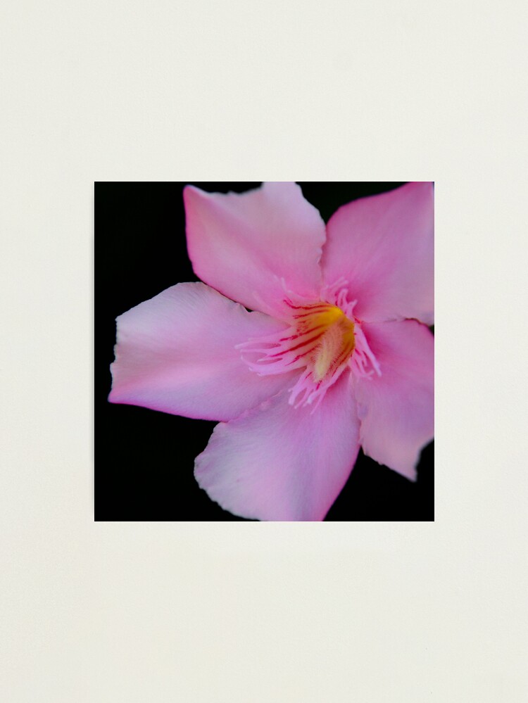 Thumbnail 1 of 3, Photographic Print, Pink Oleander designed and sold by mistered.