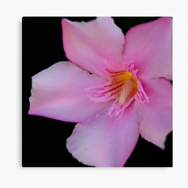 Pink Oleander Canvas Print
