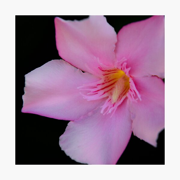 Photographic Print