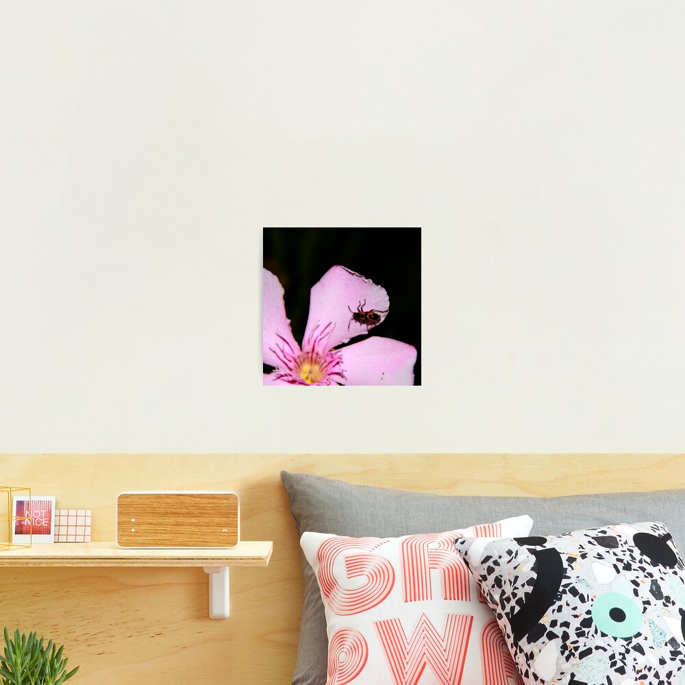 Milkweed Bug Photographic Print