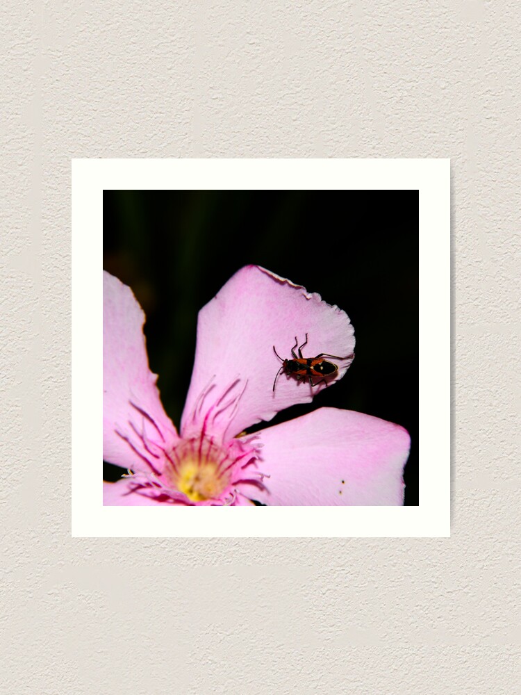 Alternate view of Milkweed Bug Art Print