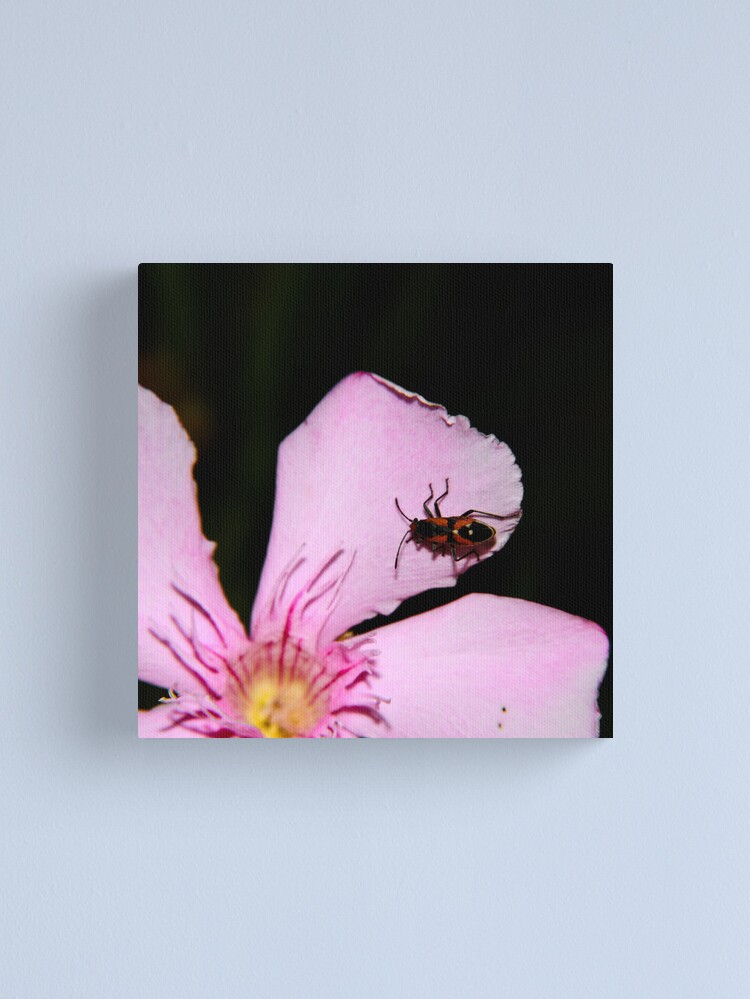 Thumbnail 1 of 3, Canvas Print, Milkweed Bug designed and sold by mistered.