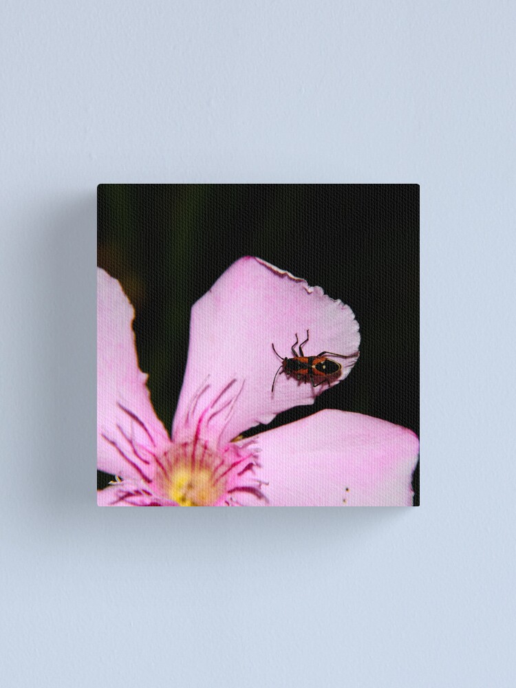 Alternate view of Milkweed Bug Canvas Print