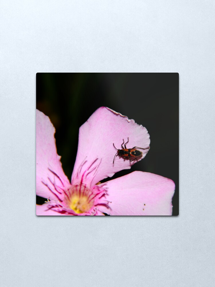 Alternate view of Milkweed Bug Metal Print